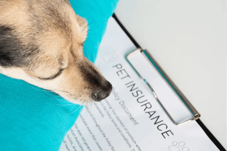 migliore assicurazione per cane